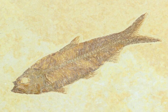 Fossil Fish (Knightia) - Green River Formation #122897
